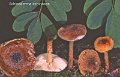 Echinoderma echinaceum-amf1985